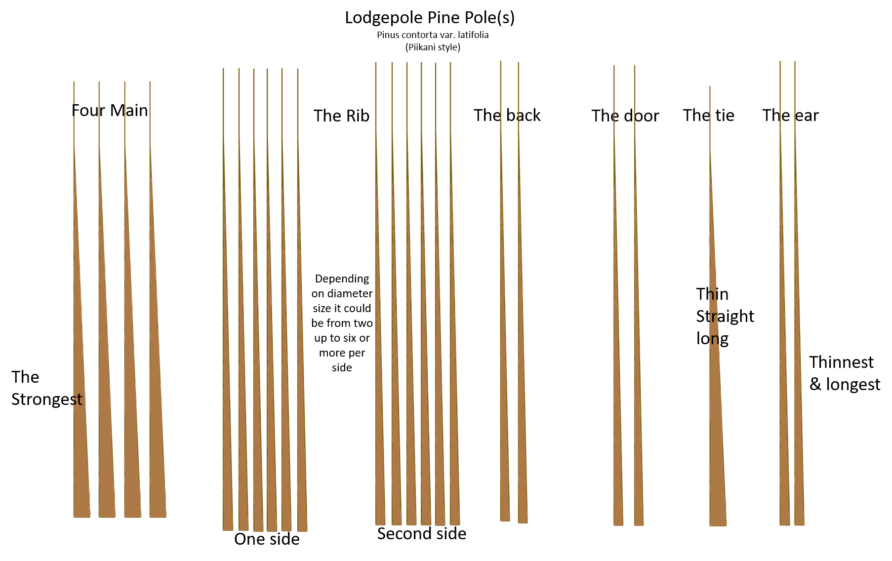 A diagram of Lodgepole Pine Poles for tipis