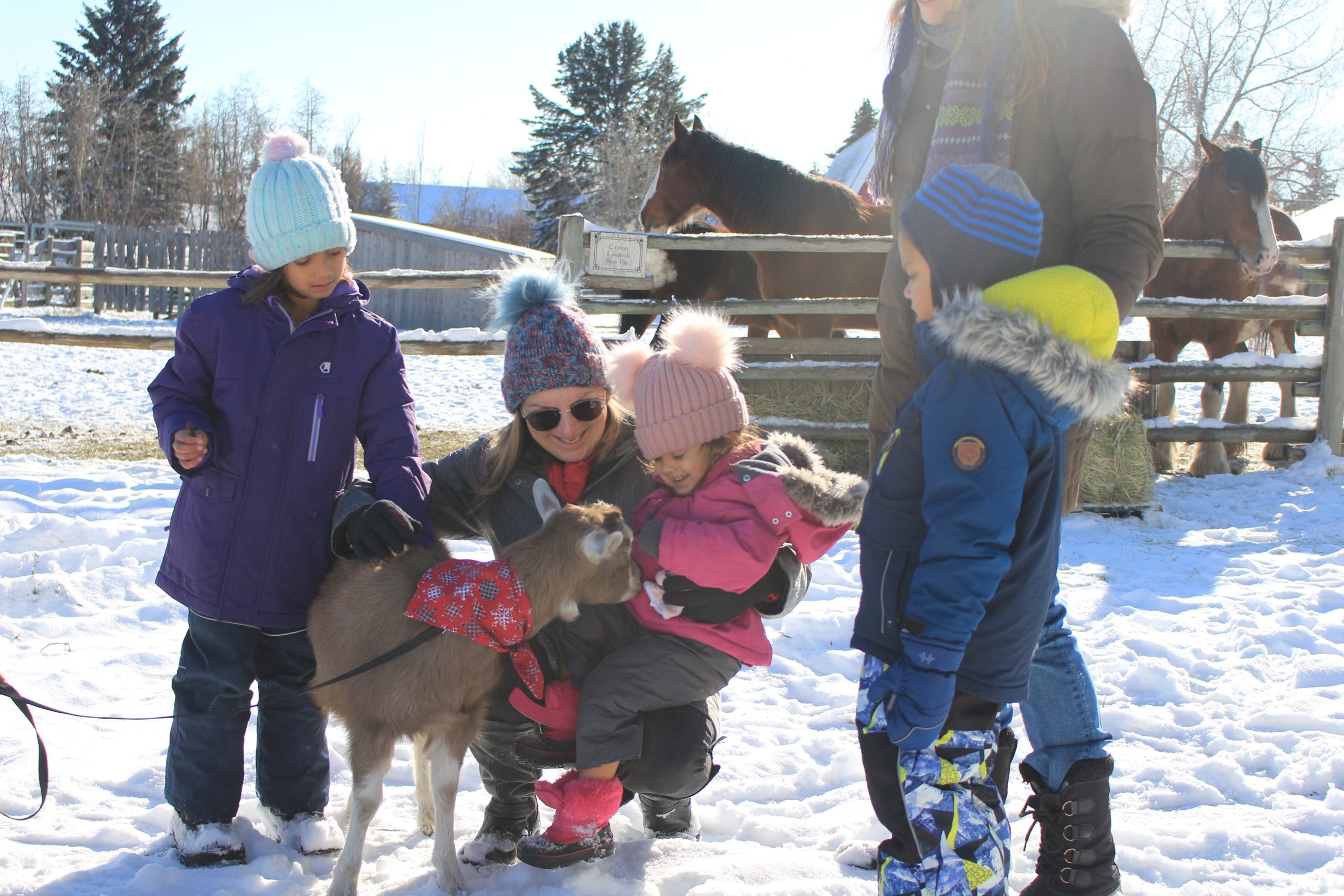 Kid enjoys petting zoo at Heritage Park's Once Upon A Christmas Calgary Family Christmas Event